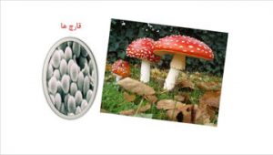 دانلود پاورپوینت قارچ ها در ۱۱ اسلاید که قابل ویرایش هم می باشد